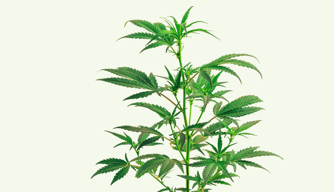 grüne Cannabis Pflanze vor hellgrünem Hintergrund