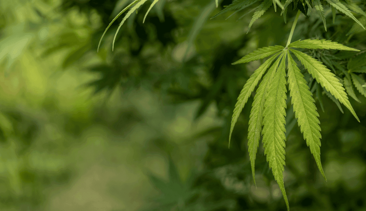 grünes Cannabis Blatt 